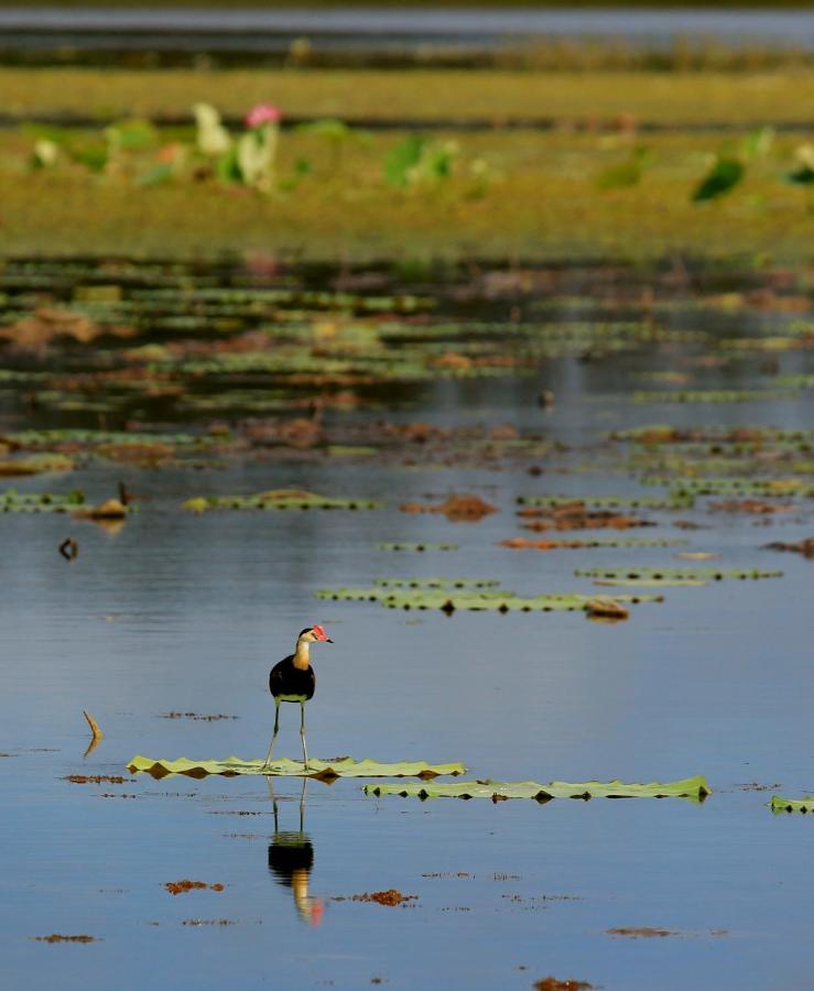 Wild Nature Lodge, Mareeba Wetlands Biboohra Eksteriør bilde